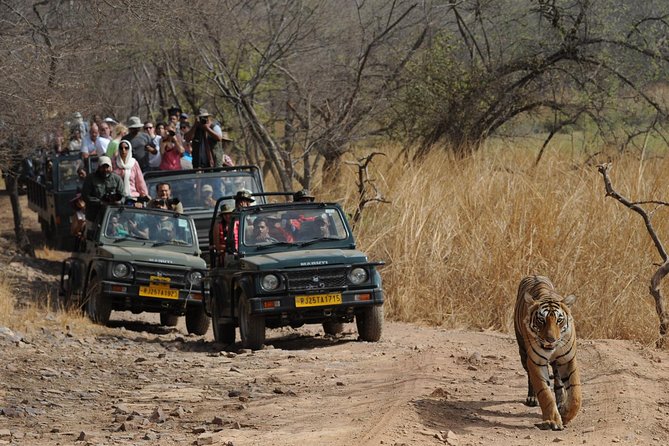 8 Days Delhi Agra Ranthambore Udaipur Jaipur Delhi Private Tour - Tour Overview