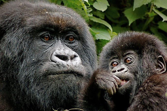 8 Days Gorilla and Wildlife Safari - Tour Information