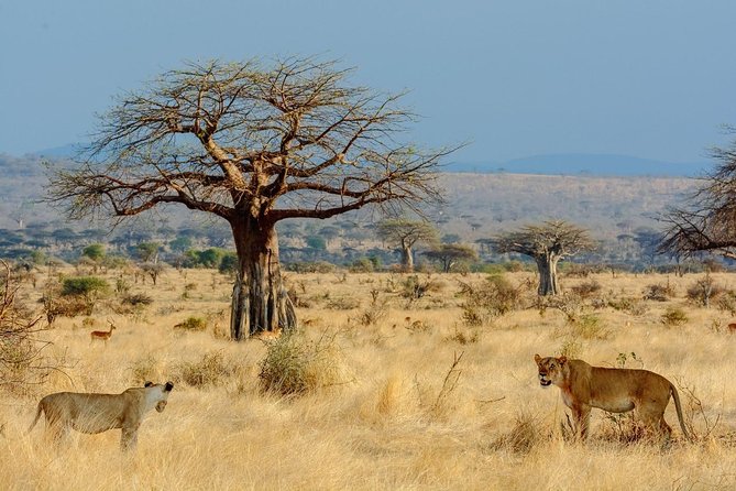 8 Days Tanzania Southern Circuit Safari - Meals and Dining Options