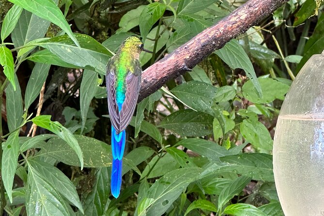 8 Hours Mindo Cloud Forest Tour From Quito Includes Lunch - Additional Activities Available