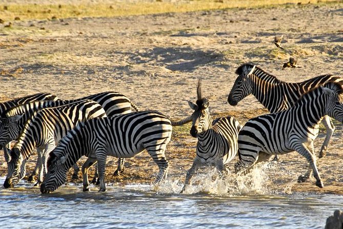 9-Day and 8-Night Zimbabwe Safari Plus Chobe Day Trip to Botswana - Pricing and Reservation Information