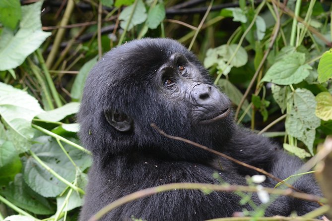 9-Day Uganda Primates - Lions & so Much More (Midrange) - Transportation Details