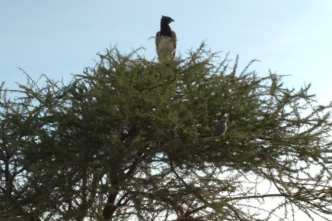 9 Days 8 Nights Safari - Accessibility and Traveler Guidelines