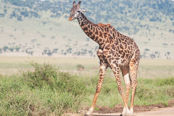 9 Days Private Serengeti Wildebeest Migration Safari - Tour Schedule and Availability