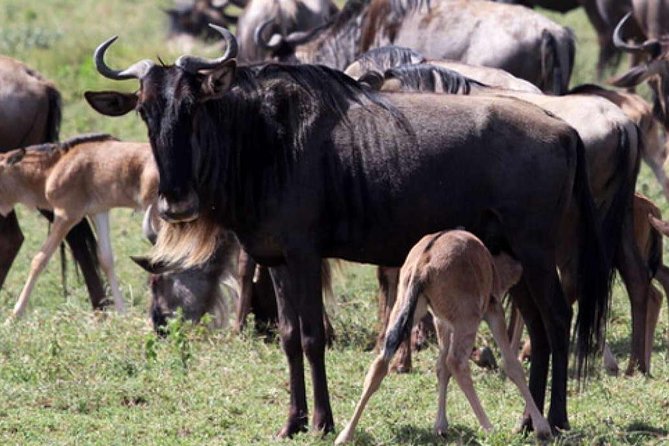 9 Days Unforgettable Tanzania - Exclusive Pop-Top Safari Land Cruiser