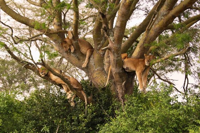 9-Nights Budget Safari: Mountain Gorillas, Primates & Wildlife - Pickup Information