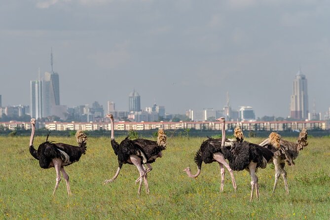 A Day Tour to Nairobi National Park and Giraffe Center - Cancellation Policy
