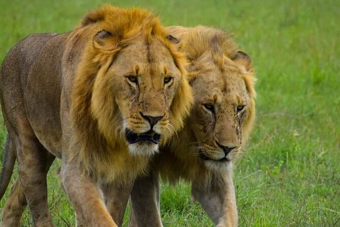 A Day Trip Safari To Lake Manyara National Park - Wildlife Encounters