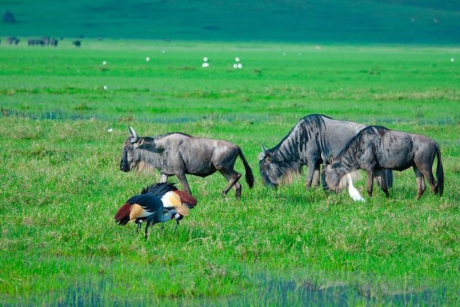 A Day Trip Safari To Tarangire National Park - Wildlife Encounters
