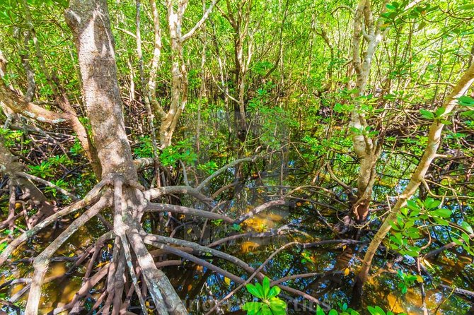 A Half Day Private Tour To Jozani Forest - Start Time and Price