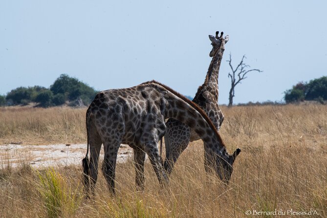 A Private Chobe Full Day Trip -Bostwana - Accessibility and Safety