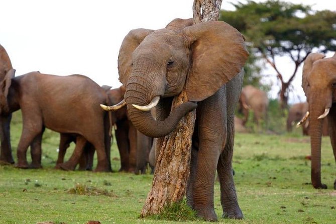 Aberdares National Park Luxury Lodge Safari 2days 1 Night Tour - Important Information