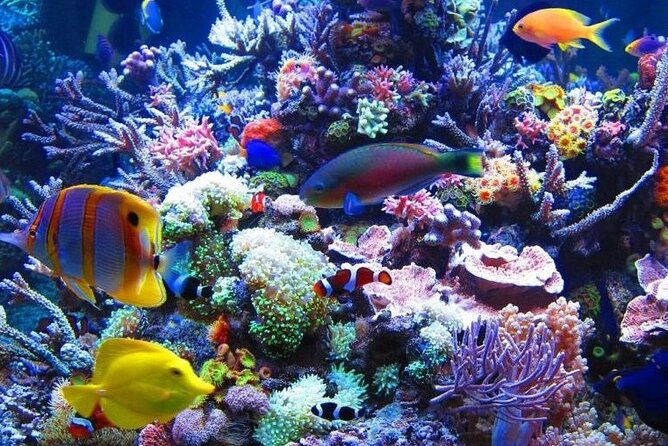Access Entrance Ticket to AquaRio Aquarium - Including Transport and Ticket - Directions for Booking