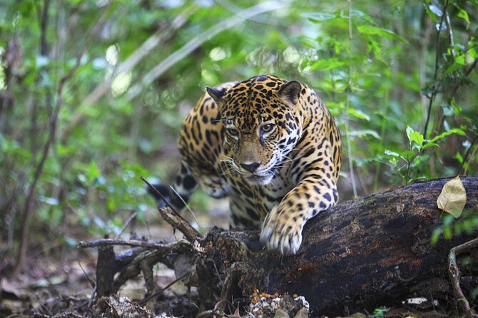 Admission Ticket to Las Pumas Rescue Center - Visitor Reviews Summary