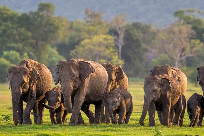 Afternoon Game Drive at Minneriya National Park - Meeting and End Point