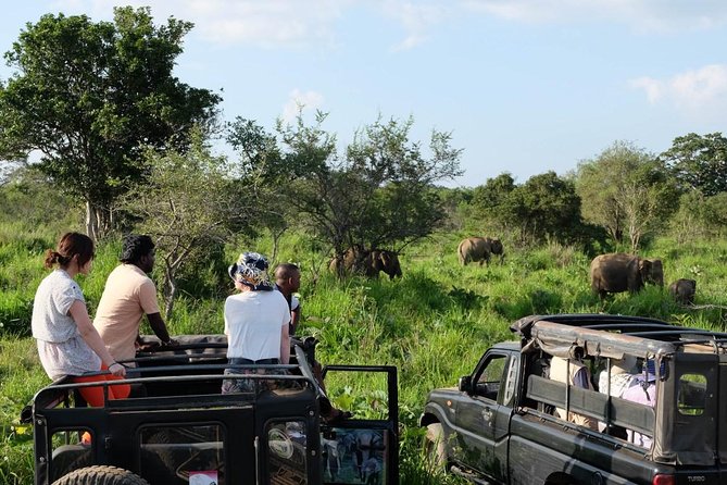 Afternoon Safari at Minneriya National Park - Booking Information