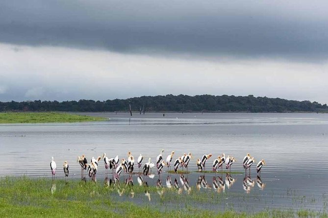 Afternoon Safari to Kaudulla National Park - Cancellation Policy