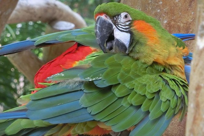 Airport IGU Round Trip & IGUassu Falls Brazilian Side & Bird Park - Exclusions Noted