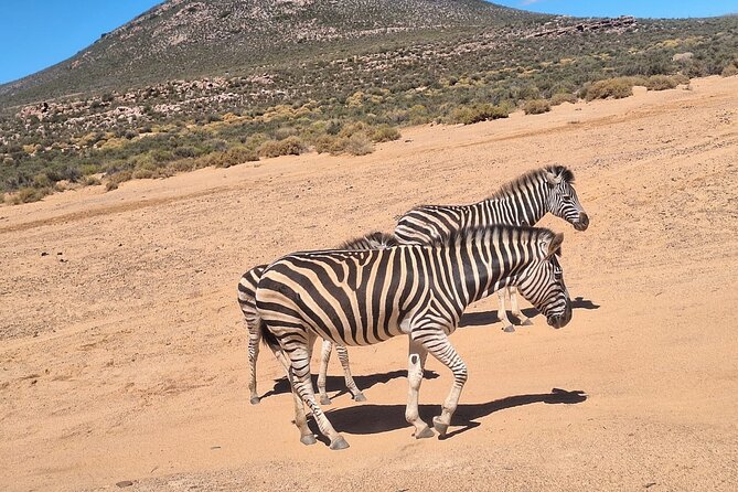 All-inclusive Big 5 Aquila Safari Game Drive Experience Day Tour - Pricing Information