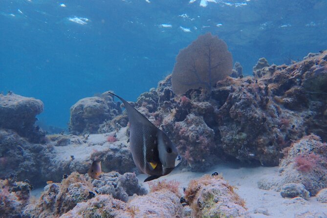 All-Inclusive Full-Day Hol Chan Snorkeling Tour