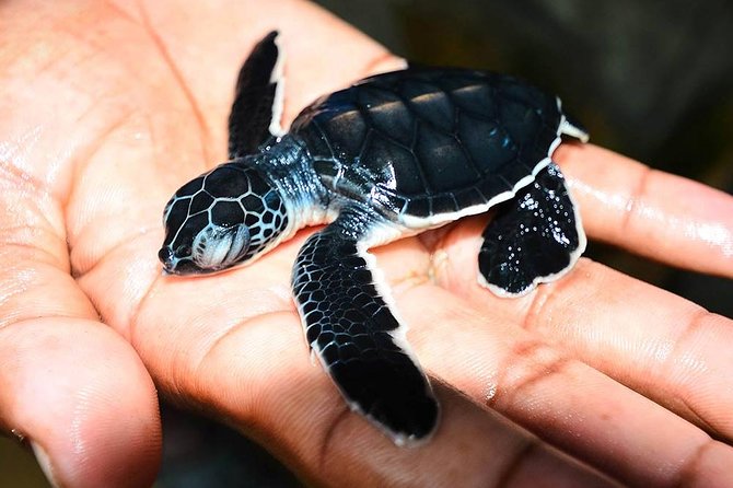 All Inclusive Galle Tour and Madu River Safari - Additional Information