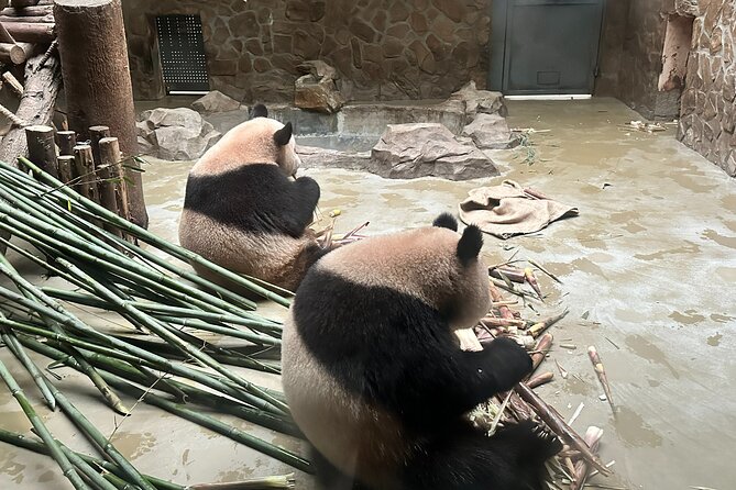 All-Inclusive Xian Panda and Terracotta Warriors Layover Tour With Lunch - Tour Overview