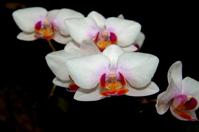 Alto Mayo Full Day Tour From Tarapoto - Inclusions and Exclusions