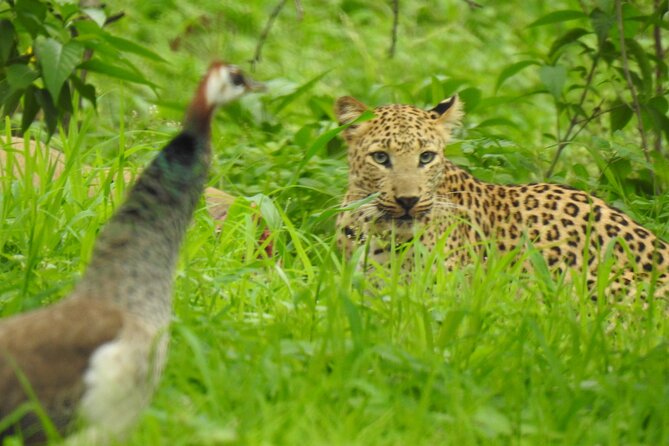 Amagarh Leopard Reserve of Jaipur - Cancellation Policy