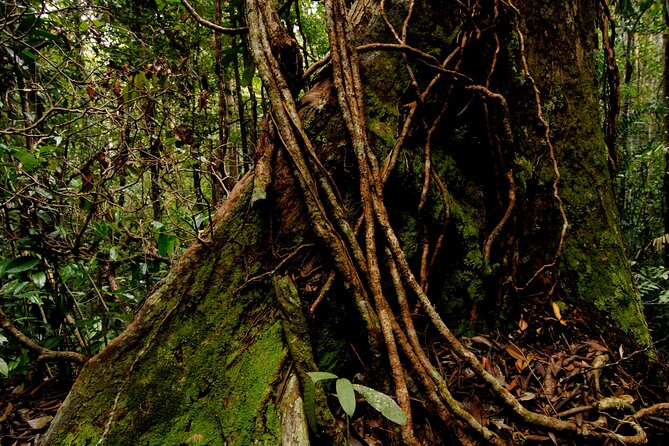 Amazing Taman Negara Day Trip From Kuala Lumpur Including Lunch - Start Time