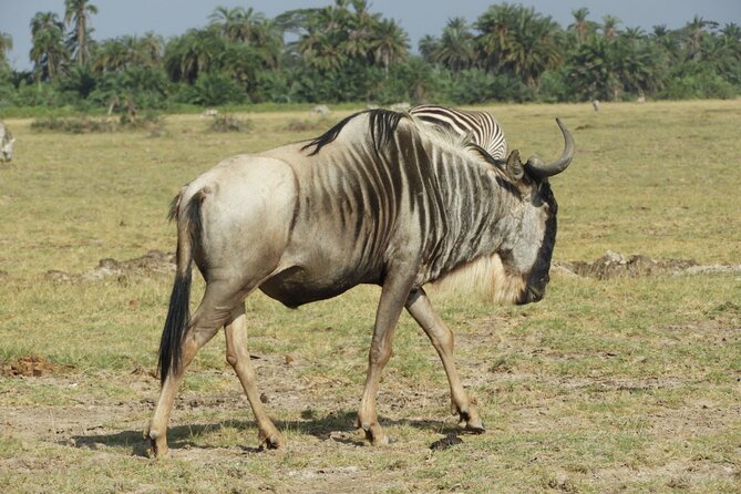 Amboseli Day Trip Private Tour - Pickup and Drop-off Details