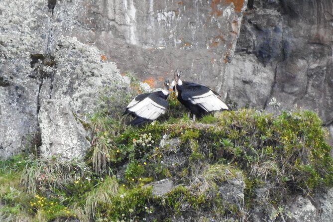 Antisana Volcano Private Tour; Birding and Hike in the Andes - Meeting Points