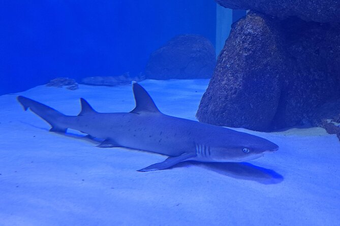 Aquario and Biopark Half-Day Tour - Tour Details