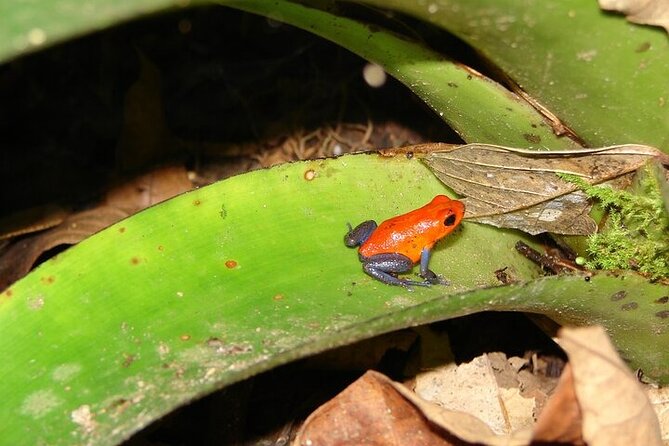 Arenal Volcano Rainforest & Natural History Tour - Pricing Details