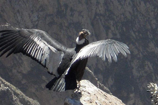 Arequipa Colca Canyon Full Day (Group Tour) - Meeting and Pickup