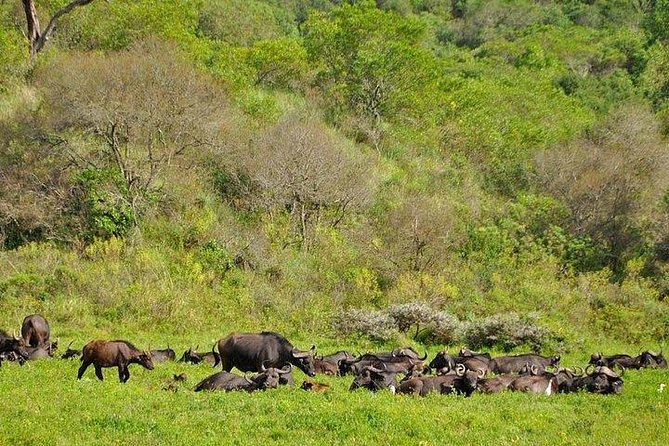 Arusha National Park Guided Tour From Arusha - Itinerary Overview