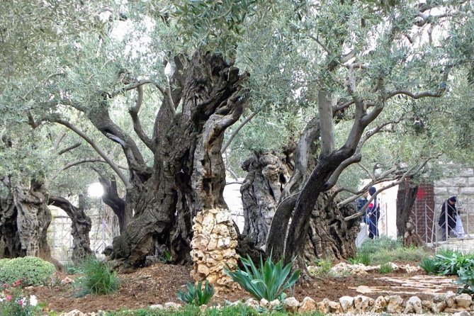 Ashdod Shore Excursion:The Dead Sea and Jerusalem Small Group Tour - Pricing Details
