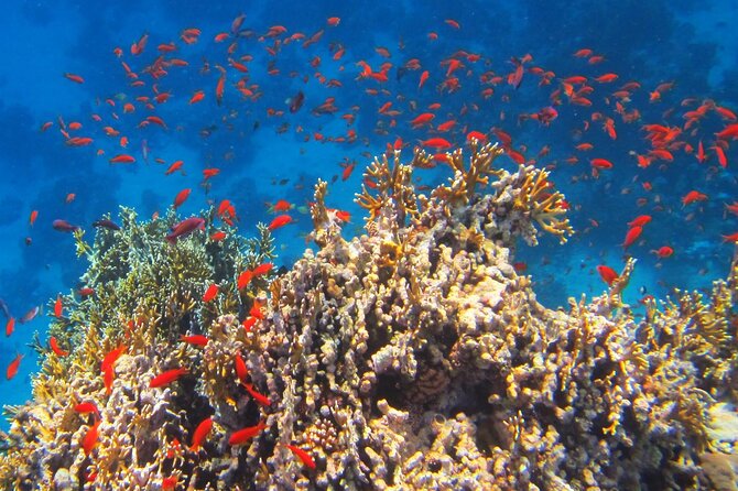 ATV Quad With Snorkelling Trip From Marsa Alam - Inclusions and Exclusions