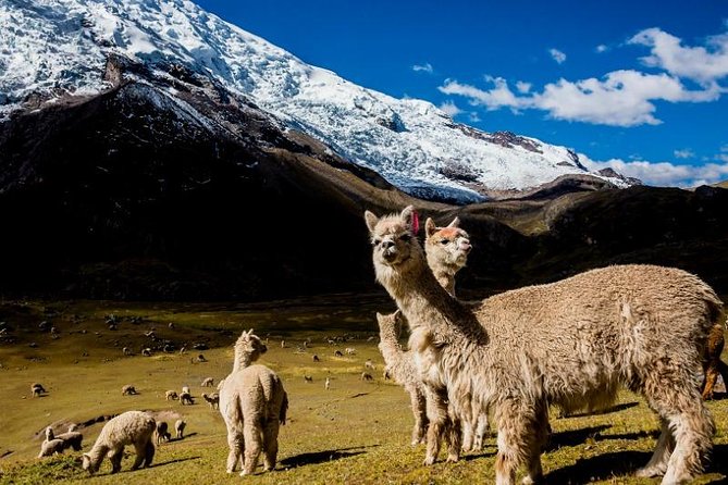 Ausangate Trek & Rainbow Mountain 3 Days - Meals Included