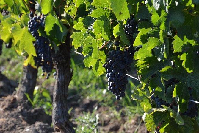 Authentic Château Chatain Wine Tasting & Vines Leaves Hunting - Inclusions and Exclusions