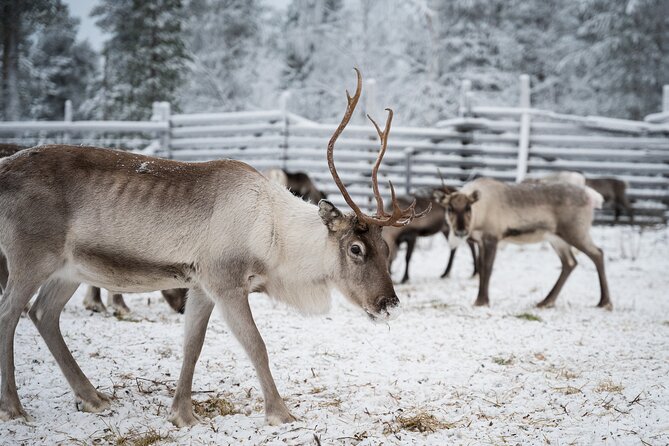 Authentic Reindeer Experience in the Wilderness in Levi - Directional Guidelines
