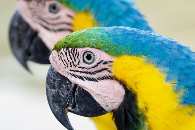 Aviary Only Transportation! - Reviews