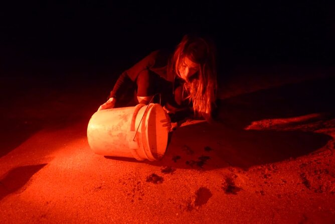 Baby Turtle Release, Night Walk, From Dreams Las Mareas, El Jobo - Pickup Options Explained