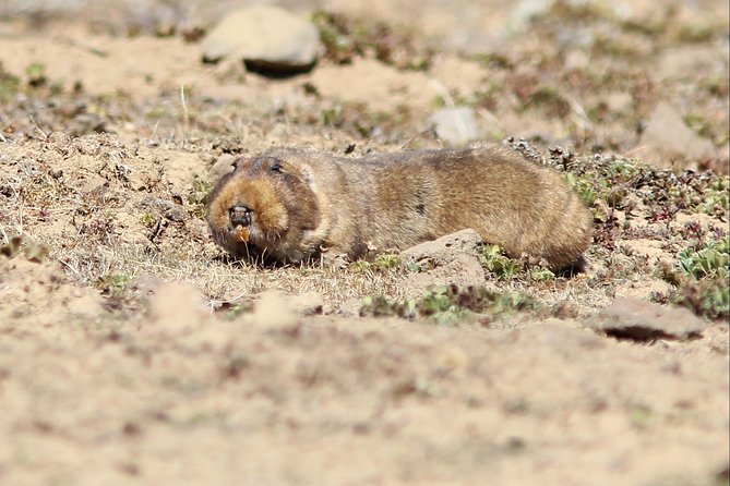 Bale Mountain National Park 5 Days Tour Package - Daily Itinerary Highlights