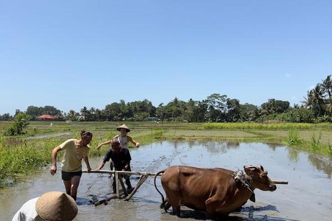 Bali Taman Anyar Village and Culinary Tour - Pricing Details