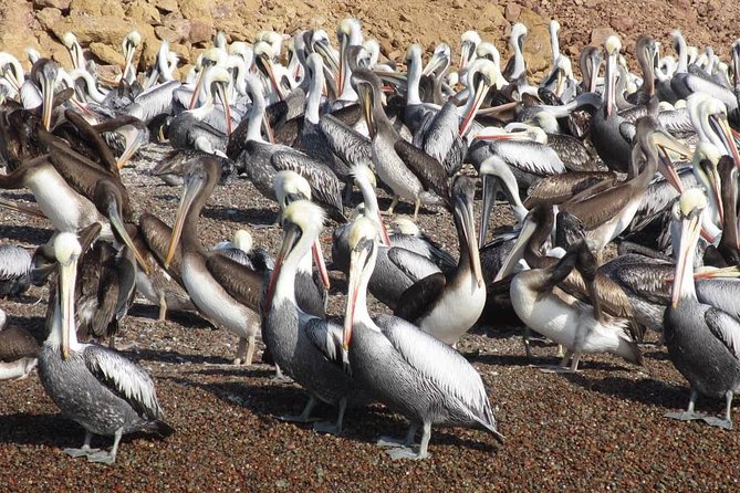 Ballestas Islands + Paracas National Reserve (From Paracas) - Directions