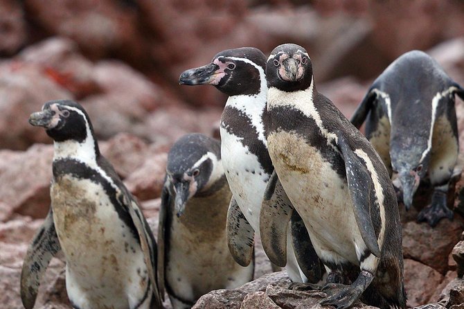 Ballestas Islands Private Tour - Pickup and Drop-off Information