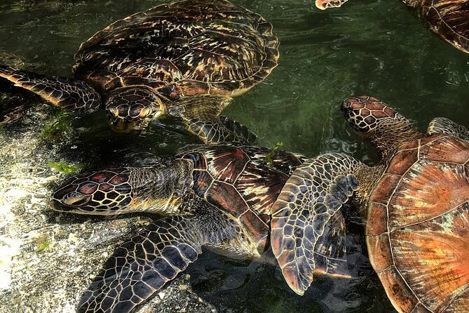 Baraka Aquarium; The Island Pongwe;The Rock Restaurant; Secret Garden Restaurant - Reserve Now, Pay Later