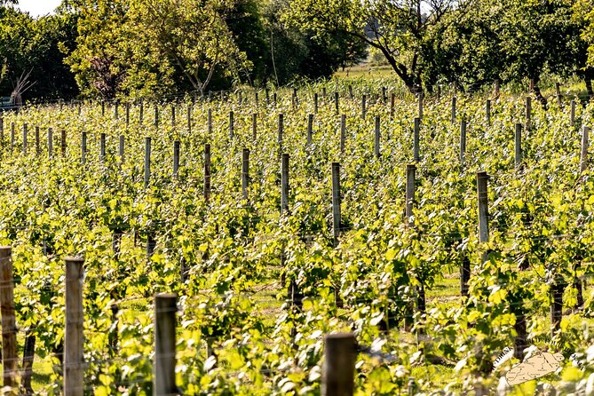 Basque Vineyard Visit: Txakoli Wine Tasting & Pintxos From Bilbao - Meeting and Pickup Information