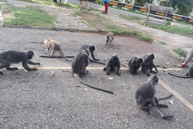 Batu Caves and Fireflies Trip - Itinerary Overview