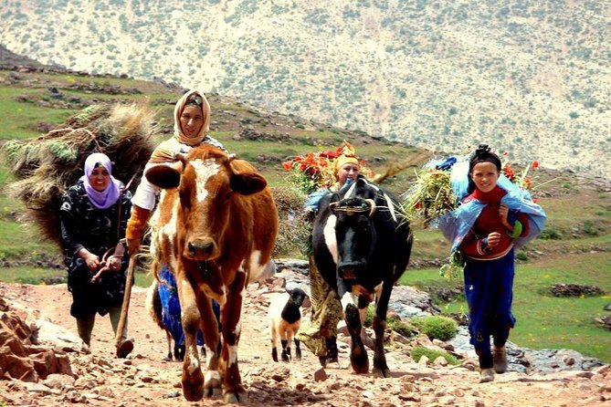 Berber Life Experience in the Atlas Mountains From Marrakech - Camel Ride Experience